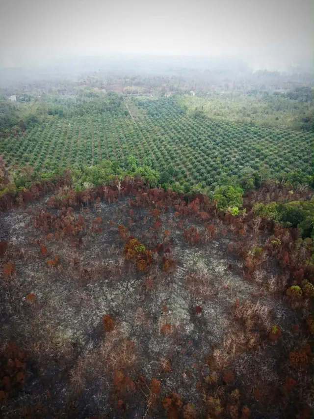 Saat Gambut Terbakar, BRGM Sudah Tak Lagi Ada — Nasional